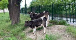L'éco-pâturage est de retour à Sartrouville !