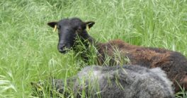 L'éco-pâturage est de retour à Sartrouville !