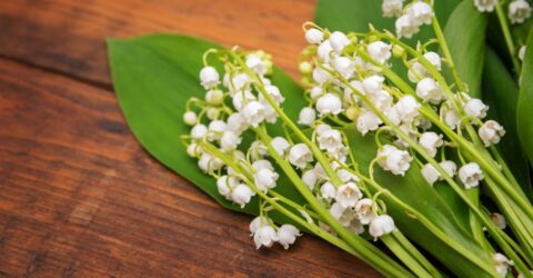 brins de muguet